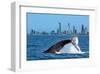 Humpback Whale at Gold Coast-null-Framed Art Print