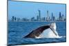 Humpback Whale at Gold Coast-null-Mounted Art Print