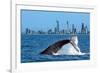 Humpback Whale at Gold Coast-null-Framed Art Print