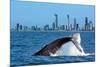 Humpback Whale at Gold Coast-null-Mounted Art Print