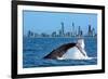 Humpback Whale at Gold Coast-null-Framed Art Print