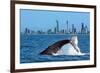 Humpback Whale at Gold Coast-null-Framed Art Print