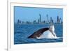 Humpback Whale at Gold Coast-null-Framed Art Print