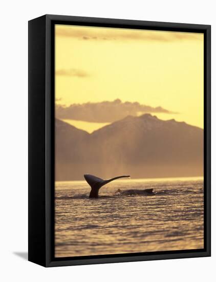 Humpback Whale at Sunset, Inside Passage, Alaska, USA-Stuart Westmoreland-Framed Stretched Canvas
