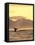 Humpback Whale at Sunset, Inside Passage, Alaska, USA-Stuart Westmoreland-Framed Stretched Canvas