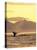 Humpback Whale at Sunset, Inside Passage, Alaska, USA-Stuart Westmoreland-Stretched Canvas