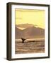 Humpback Whale at Sunset, Inside Passage, Alaska, USA-Stuart Westmoreland-Framed Photographic Print