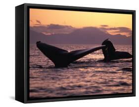 Humpback Whale at Sunset, Inside Passage, Alaska, USA-Stuart Westmoreland-Framed Stretched Canvas