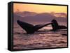 Humpback Whale at Sunset, Inside Passage, Alaska, USA-Stuart Westmoreland-Framed Stretched Canvas