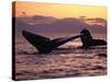 Humpback Whale at Sunset, Inside Passage, Alaska, USA-Stuart Westmoreland-Stretched Canvas