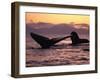 Humpback Whale at Sunset, Inside Passage, Alaska, USA-Stuart Westmoreland-Framed Photographic Print