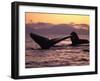 Humpback Whale at Sunset, Inside Passage, Alaska, USA-Stuart Westmoreland-Framed Photographic Print