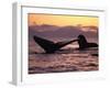 Humpback Whale at Sunset, Inside Passage, Alaska, USA-Stuart Westmoreland-Framed Photographic Print