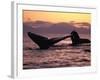 Humpback Whale at Sunset, Inside Passage, Alaska, USA-Stuart Westmoreland-Framed Photographic Print