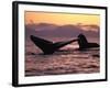 Humpback Whale at Sunset, Inside Passage, Alaska, USA-Stuart Westmoreland-Framed Photographic Print