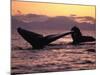 Humpback Whale at Sunset, Inside Passage, Alaska, USA-Stuart Westmoreland-Mounted Photographic Print