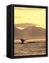 Humpback Whale at Sunset, Inside Passage, Alaska, USA-Stuart Westmoreland-Framed Stretched Canvas