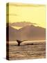 Humpback Whale at Sunset, Inside Passage, Alaska, USA-Stuart Westmoreland-Stretched Canvas