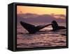 Humpback Whale at Sunset, Inside Passage, Alaska, USA-Stuart Westmoreland-Framed Stretched Canvas