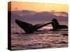 Humpback Whale at Sunset, Inside Passage, Alaska, USA-Stuart Westmoreland-Stretched Canvas