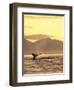 Humpback Whale at Sunset, Inside Passage, Alaska, USA-Stuart Westmoreland-Framed Photographic Print