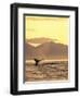 Humpback Whale at Sunset, Inside Passage, Alaska, USA-Stuart Westmoreland-Framed Photographic Print