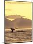 Humpback Whale at Sunset, Inside Passage, Alaska, USA-Stuart Westmoreland-Mounted Photographic Print