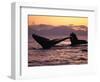 Humpback Whale at Sunset, Inside Passage, Alaska, USA-Stuart Westmoreland-Framed Photographic Print