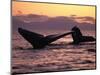 Humpback Whale at Sunset, Inside Passage, Alaska, USA-Stuart Westmoreland-Mounted Photographic Print