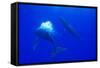 Humpback Whale Blowing Bubbles at Approaching Rival-null-Framed Stretched Canvas