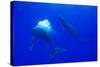 Humpback Whale Blowing Bubbles at Approaching Rival-null-Stretched Canvas
