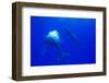 Humpback Whale Blowing Bubbles at Approaching Rival-null-Framed Photographic Print