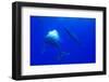 Humpback Whale Blowing Bubbles at Approaching Rival-null-Framed Photographic Print