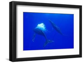 Humpback Whale Blowing Bubbles at Approaching Rival-null-Framed Photographic Print