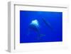 Humpback Whale Blowing Bubbles at Approaching Rival-null-Framed Photographic Print