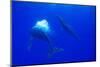 Humpback Whale Blowing Bubbles at Approaching Rival-null-Mounted Photographic Print