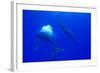 Humpback Whale Blowing Bubbles at Approaching Rival-null-Framed Photographic Print