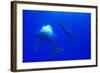 Humpback Whale Blowing Bubbles at Approaching Rival-null-Framed Photographic Print