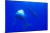 Humpback Whale Blowing Bubbles at Approaching Rival-null-Mounted Photographic Print