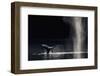 Humpback Whale blowing, Southeast Alaska, USA-Mark Carwardine-Framed Photographic Print