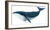 Humpback Whale - Blue-Jeannine Saylor-Framed Art Print