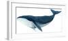 Humpback Whale - Blue-Jeannine Saylor-Framed Art Print