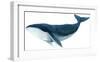 Humpback Whale - Blue-Jeannine Saylor-Framed Art Print