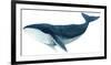 Humpback Whale - Blue-Jeannine Saylor-Framed Art Print