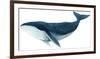 Humpback Whale - Blue-Jeannine Saylor-Framed Art Print