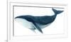 Humpback Whale - Blue-Jeannine Saylor-Framed Art Print