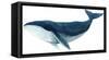 Humpback Whale - Blue-Jeannine Saylor-Framed Stretched Canvas