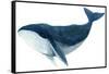 Humpback Whale - Blue-Jeannine Saylor-Framed Stretched Canvas