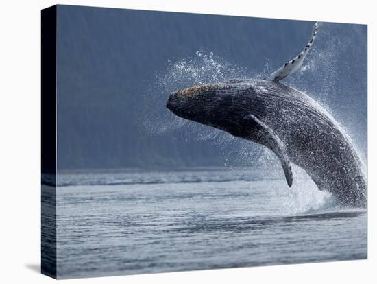 Humpback Whale Breaching, Chatham Strait, Angoon, Tongass National Forest, Alaska, Usa-Paul Souders-Stretched Canvas