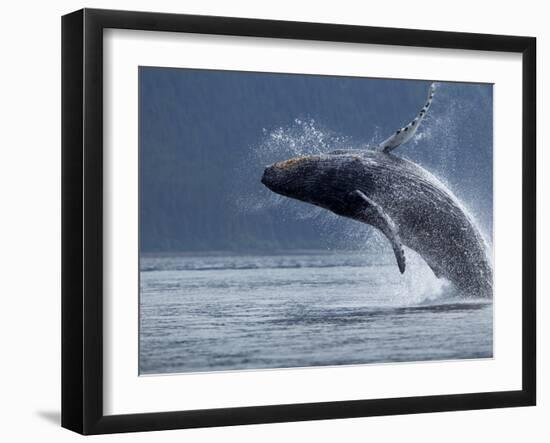 Humpback Whale Breaching, Chatham Strait, Angoon, Tongass National Forest, Alaska, Usa-Paul Souders-Framed Photographic Print